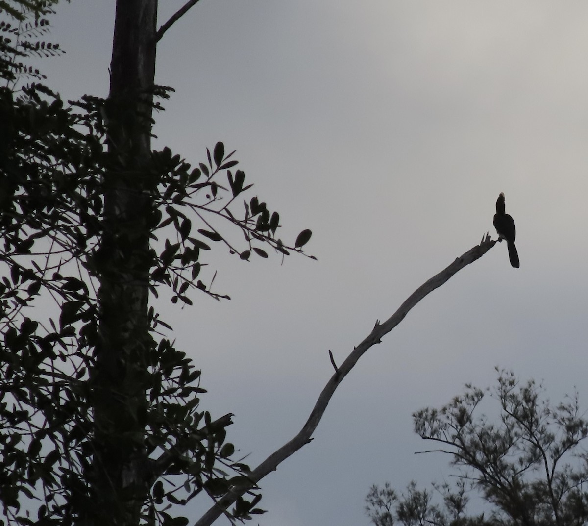 Oriental Pied-Hornbill - ML619216329