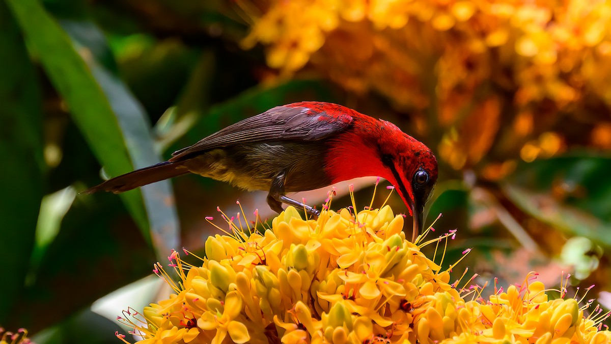 Crimson Sunbird - Soong Ming Wong