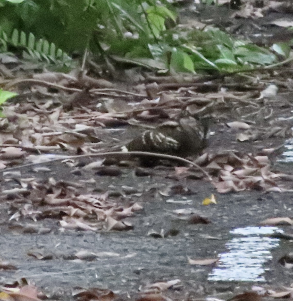 Large-tailed Nightjar - ML619216338