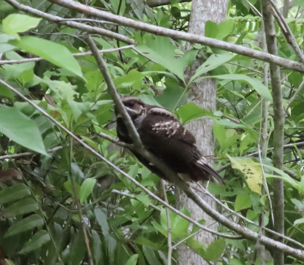 Large-tailed Nightjar - Dominique Dodge-Wan