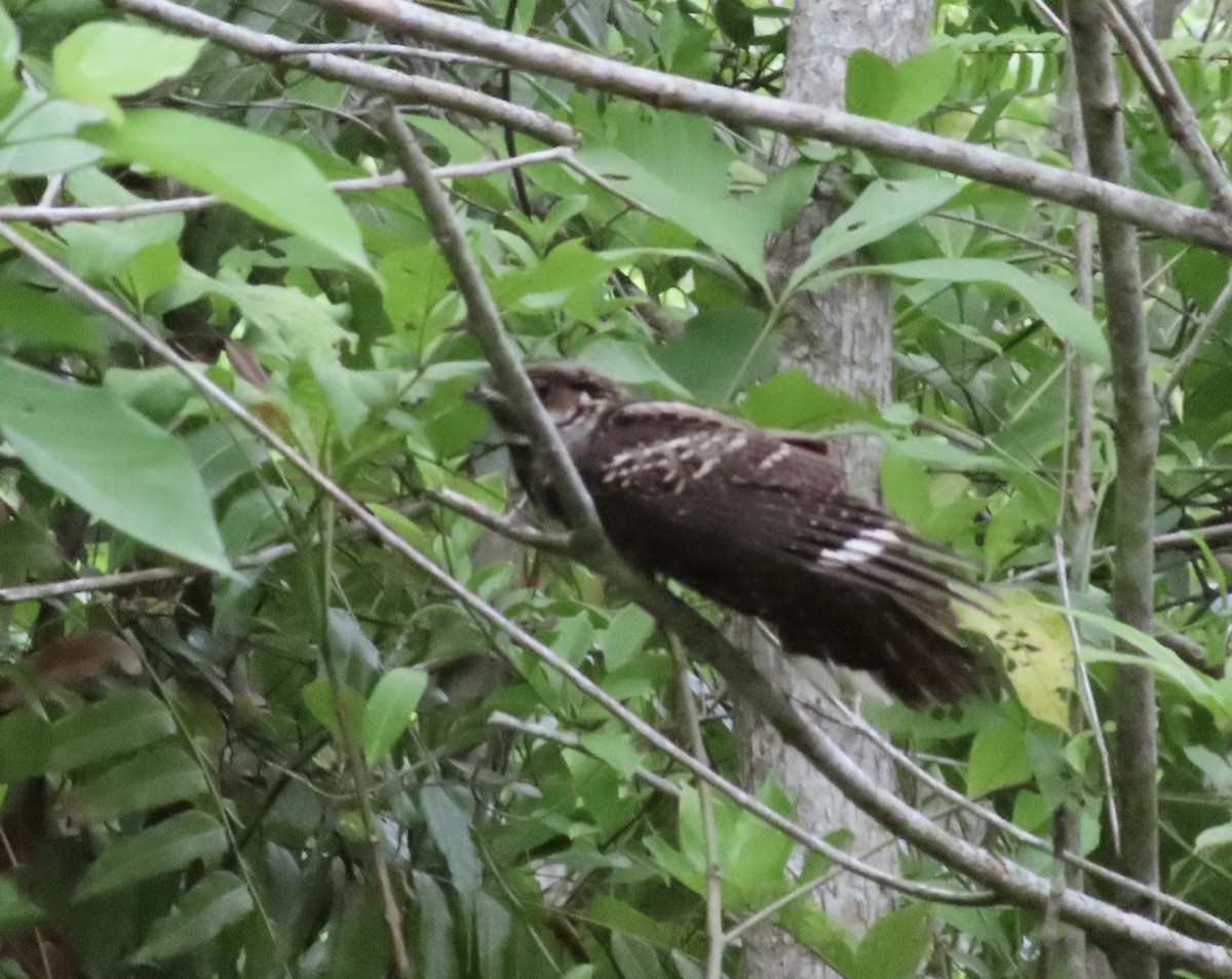 Large-tailed Nightjar - ML619216340