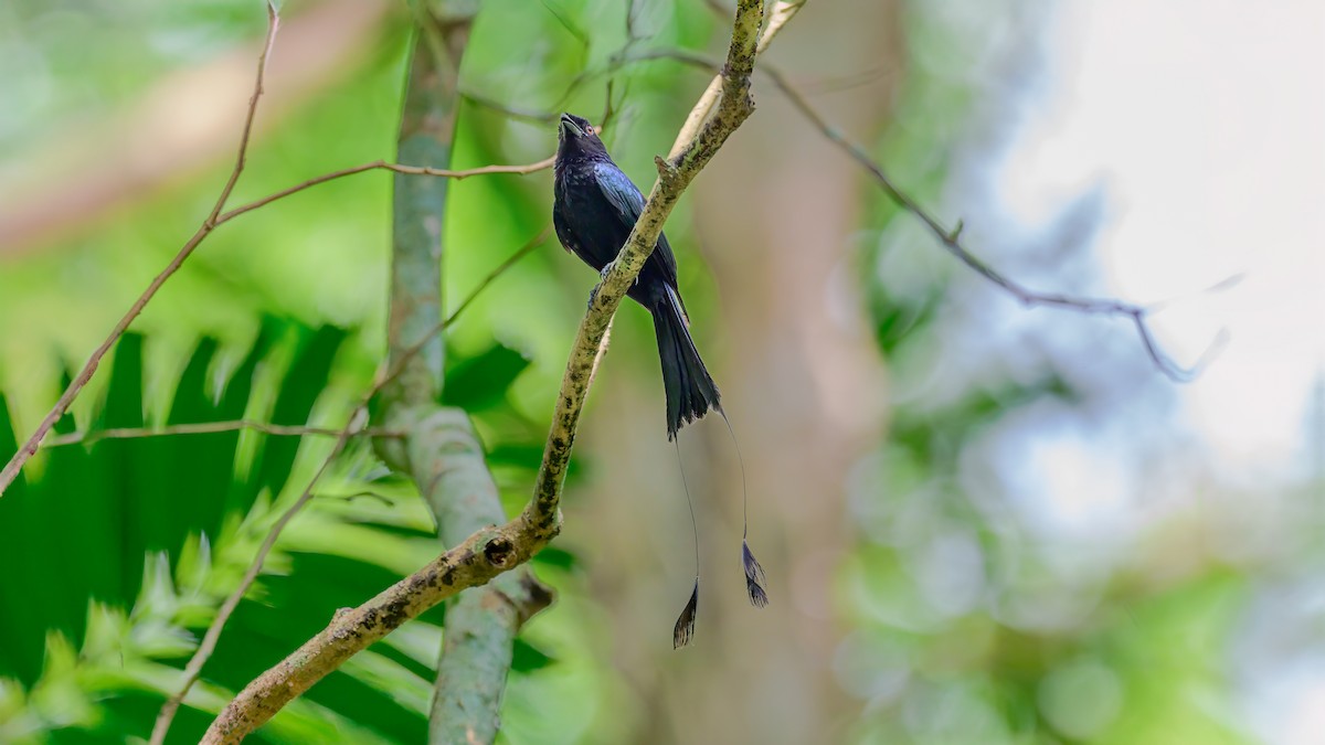 Greater Racket-tailed Drongo - Soong Ming Wong
