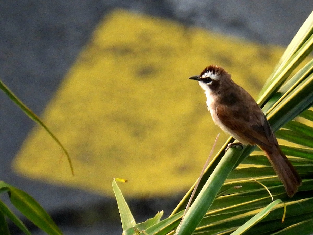 Yellow-vented Bulbul - Christopher Whiteley