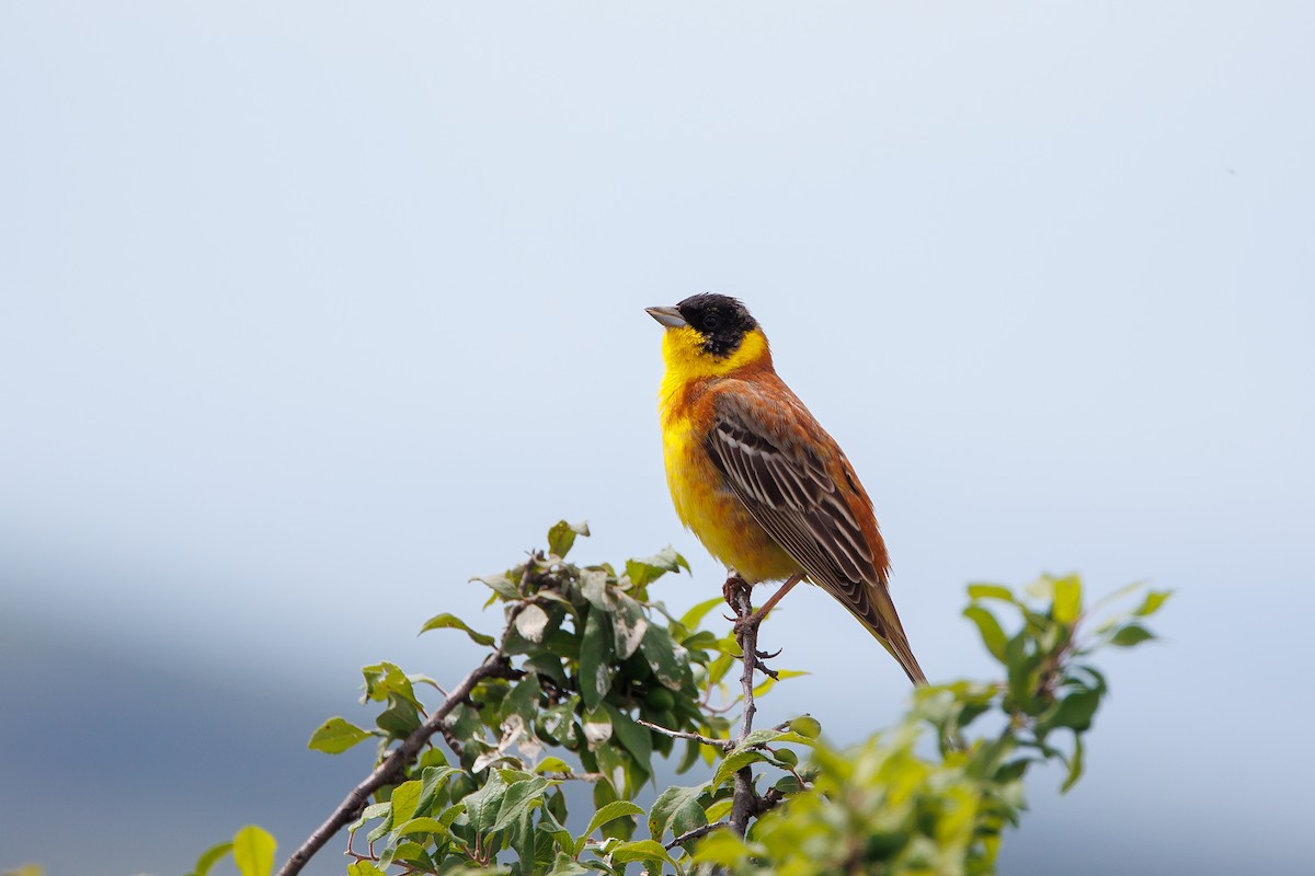 Black-headed Bunting - Giorgi Natsvlishvili