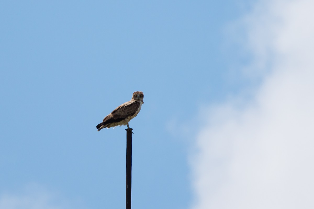 Short-toed Snake-Eagle - Giorgi Natsvlishvili