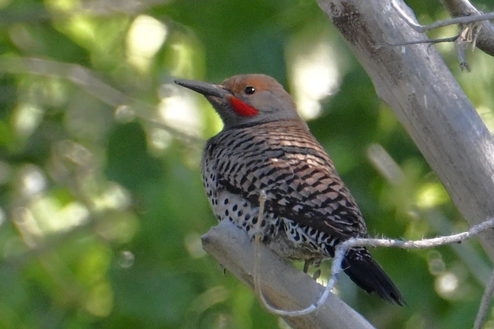 Northern Flicker (Red-shafted) - John Dumlao