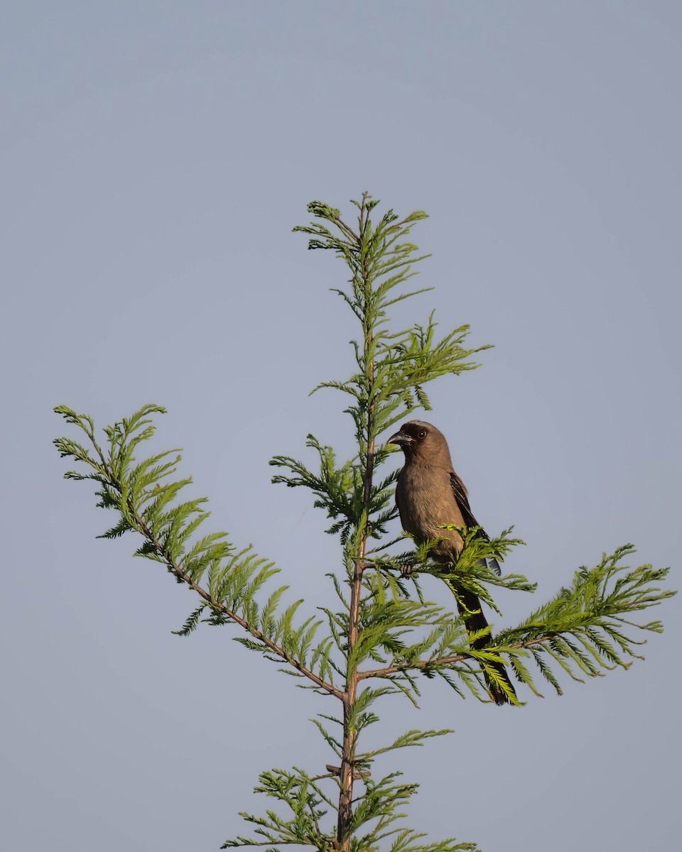 Gray Treepie - ML619216381