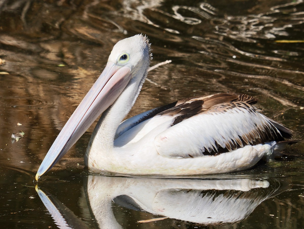 Australian Pelican - Ken Glasson