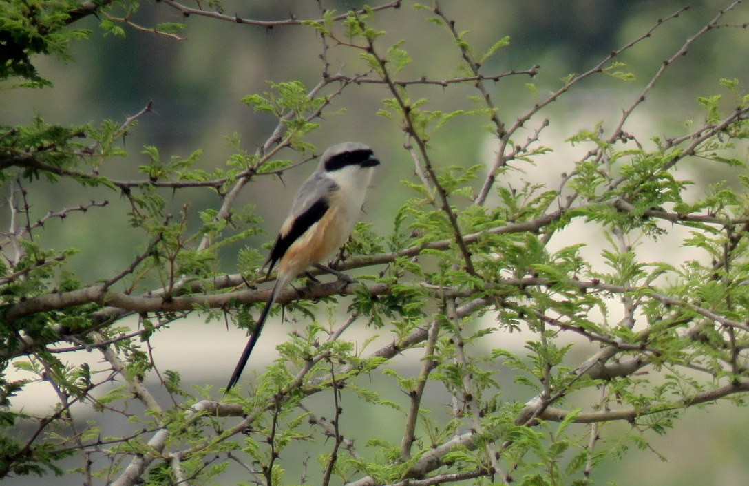 Long-tailed Shrike - Deepa Mohan