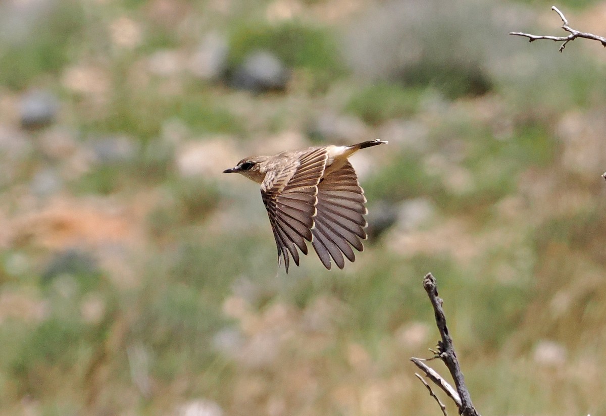 Buff-breasted Wheatear - Roger Ahlman