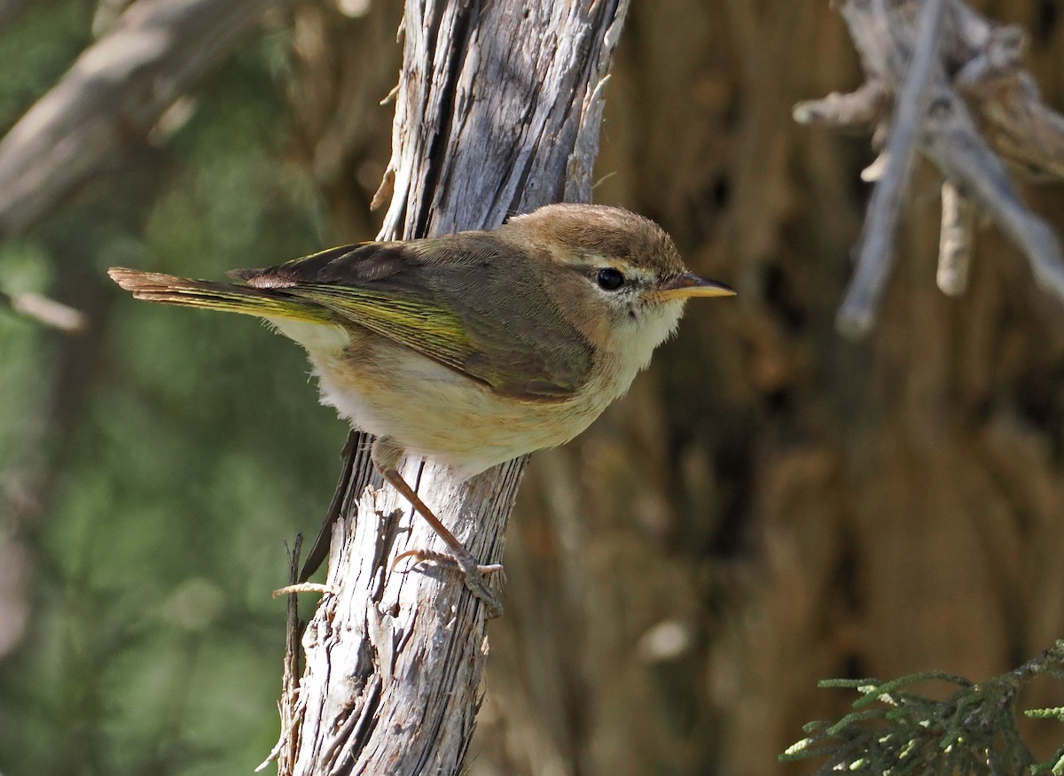 Brown Woodland-Warbler - ML619216415