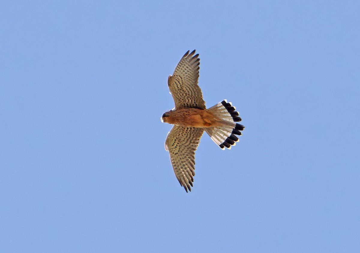 Eurasian Kestrel - ML619216419