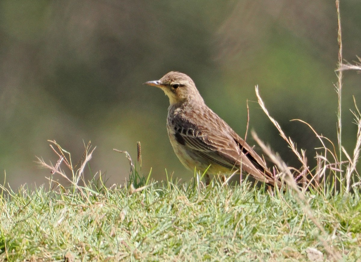 Long-billed Pipit - ML619216422