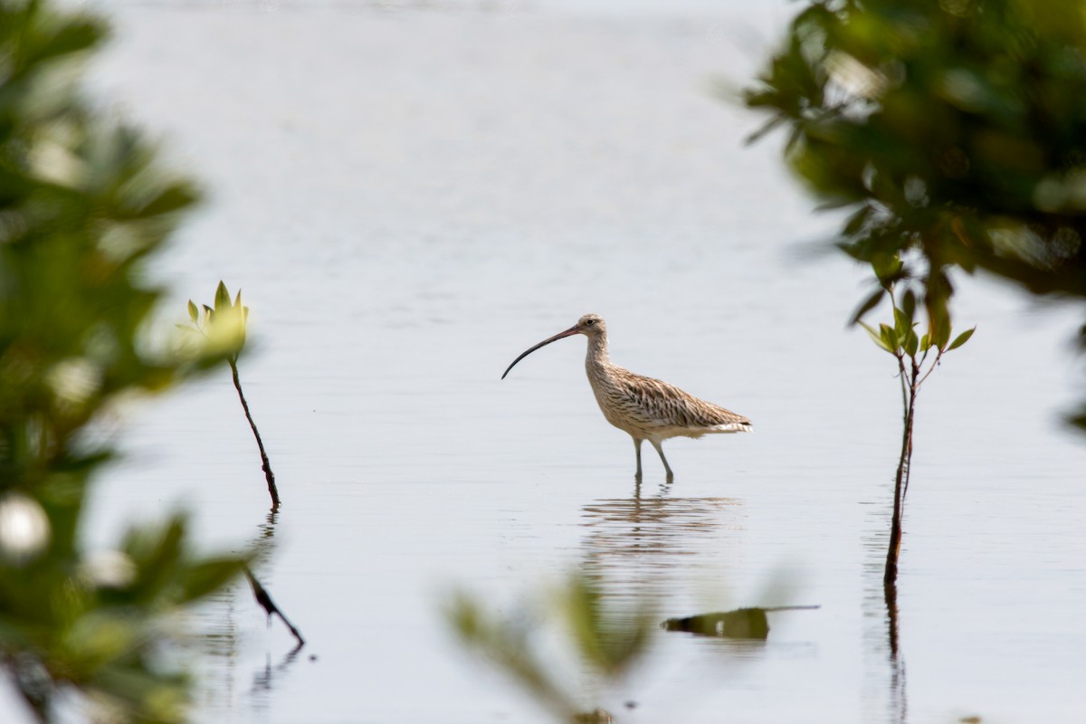 Eurasian Curlew - Se Chea