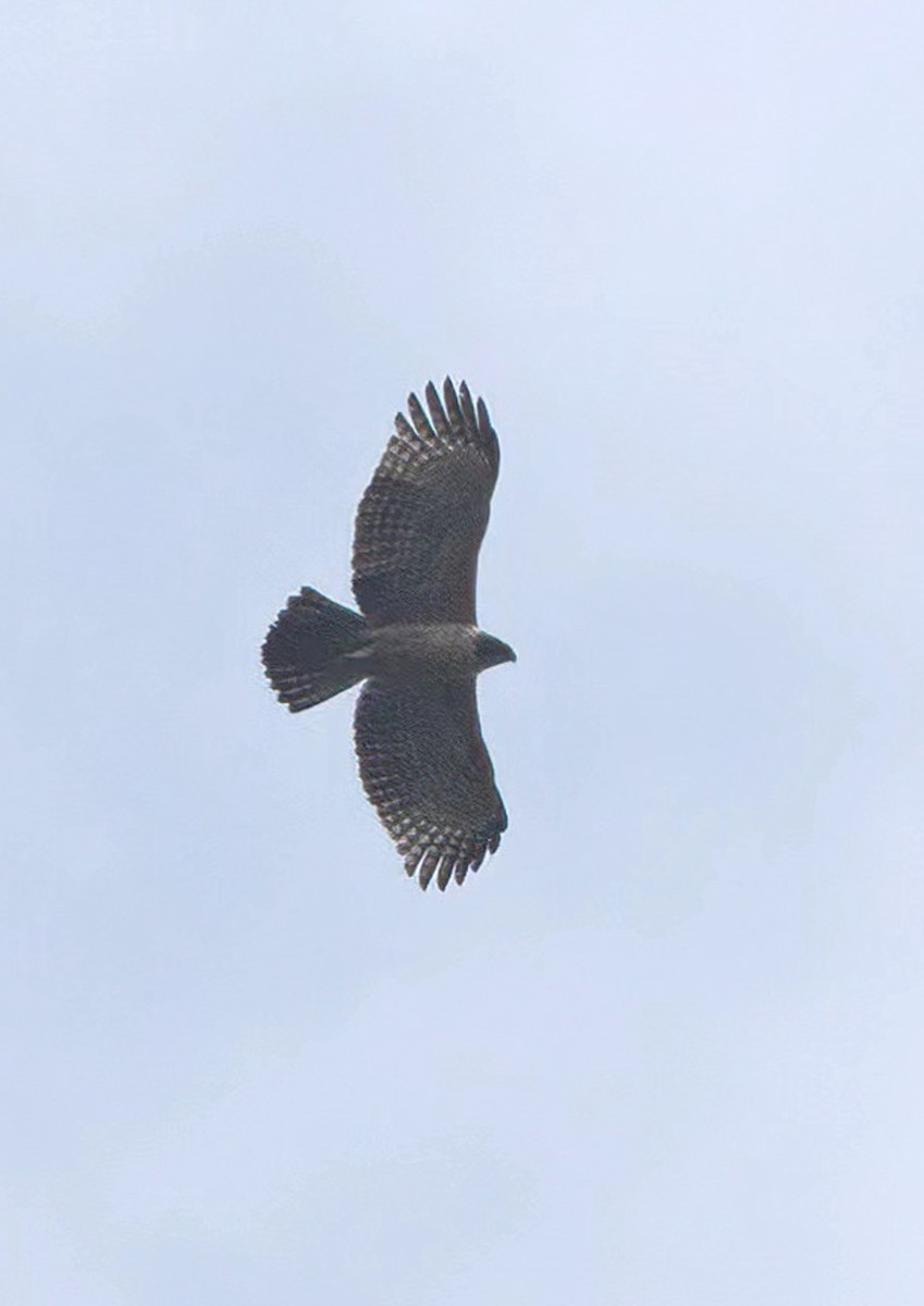 Mountain Hawk-Eagle (nipalensis) - 浙江 重要鸟讯汇整