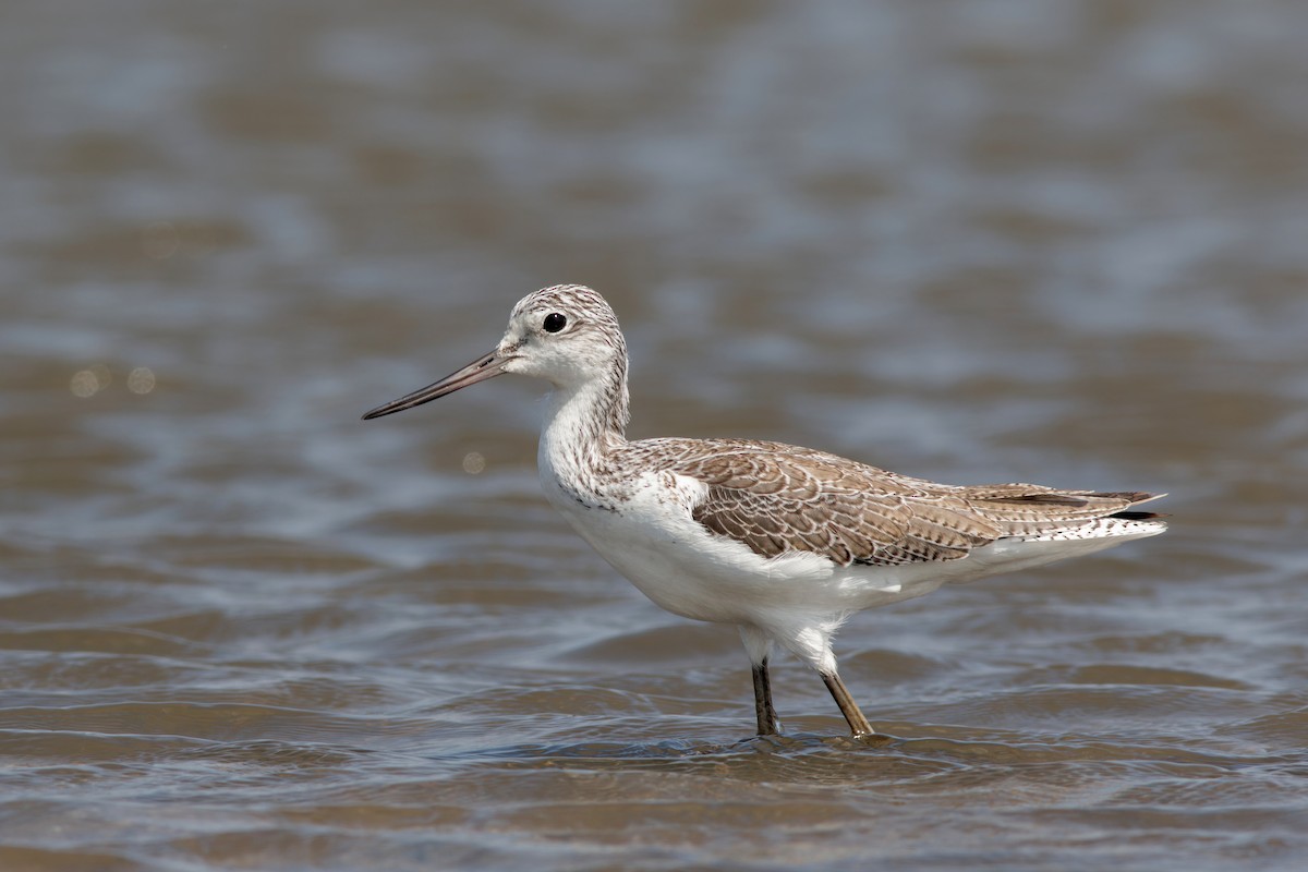 Common Greenshank - Se Chea