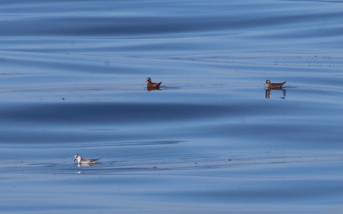 Phalarope à bec large - ML619216439