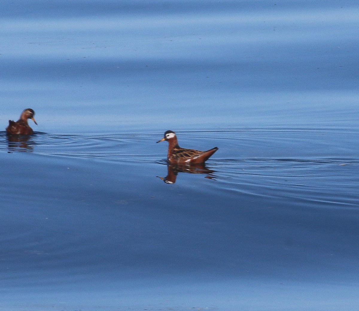 Red Phalarope - ML619216440