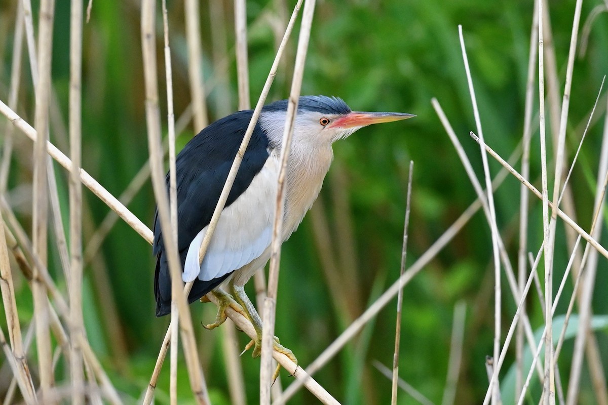 Little Bittern - Jacques Erard