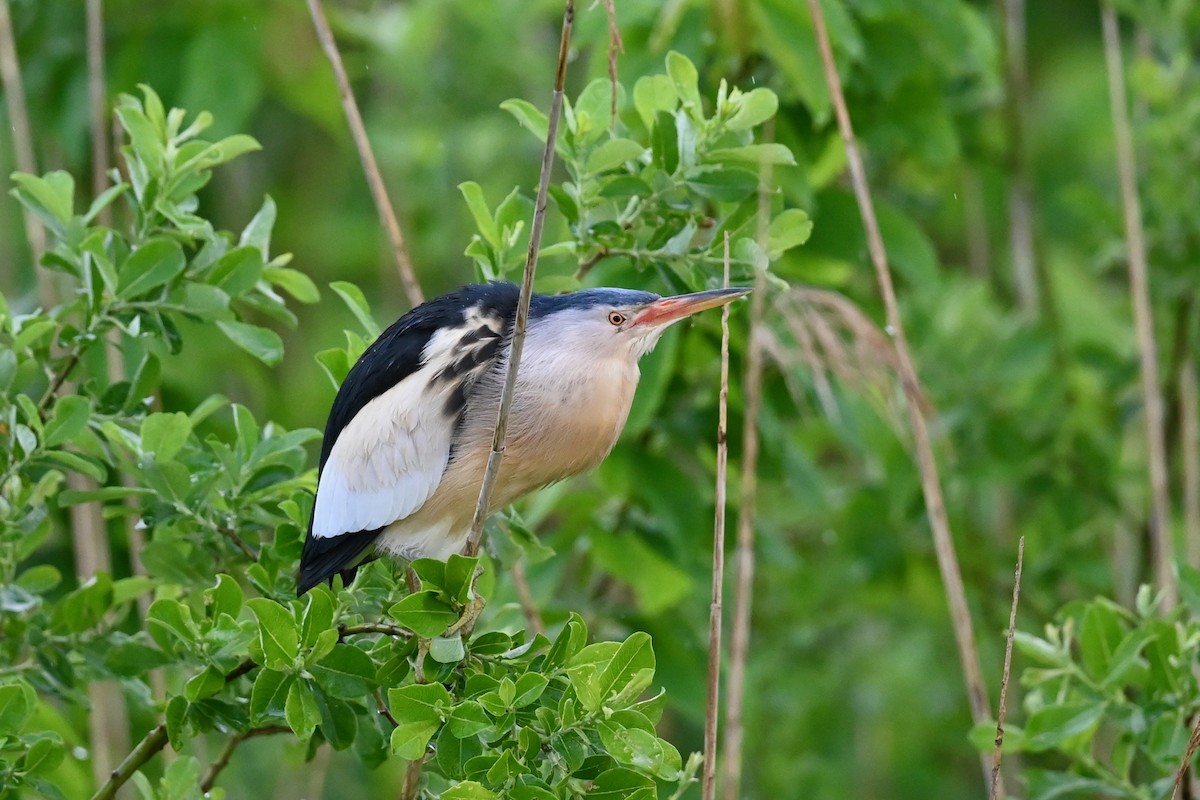 Little Bittern - Jacques Erard