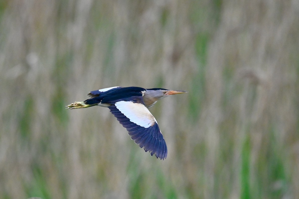 Little Bittern - Jacques Erard