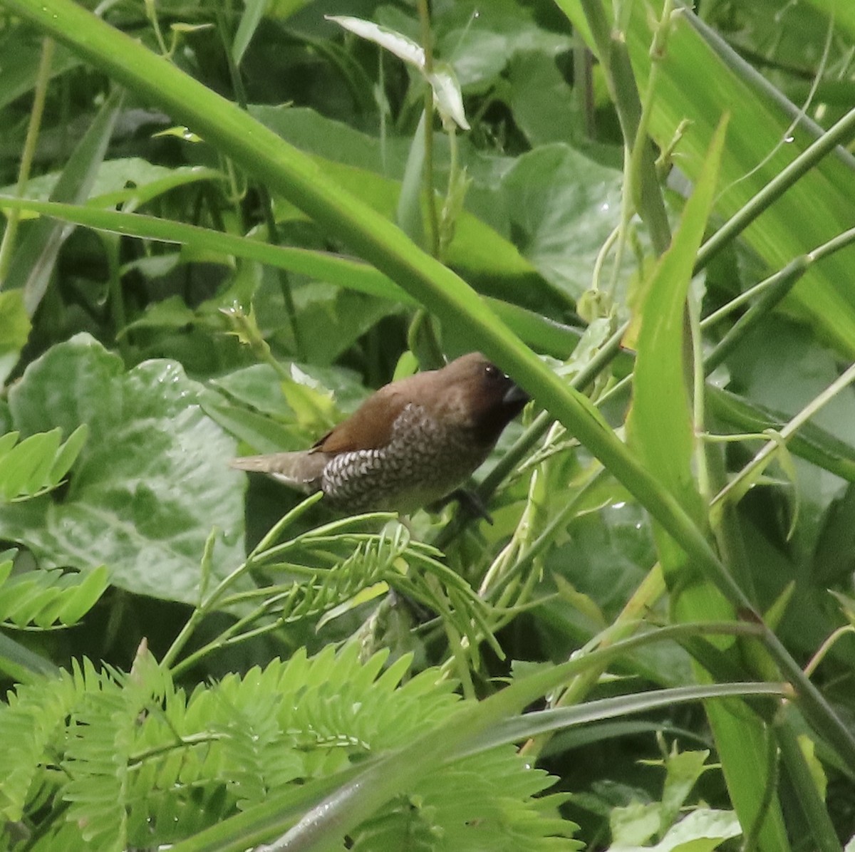 Scaly-breasted Munia - Dominique Dodge-Wan