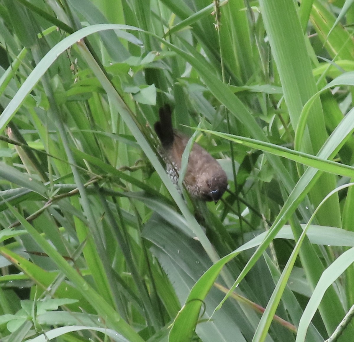 Scaly-breasted Munia - ML619216471