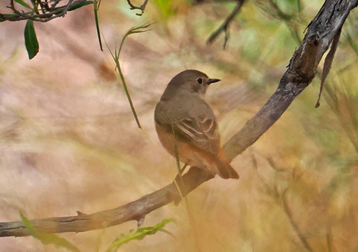 Common Redstart - Roger Ahlman