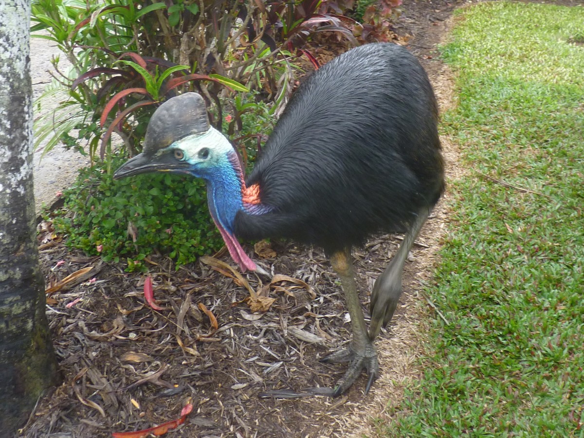 Southern Cassowary - ML619216493