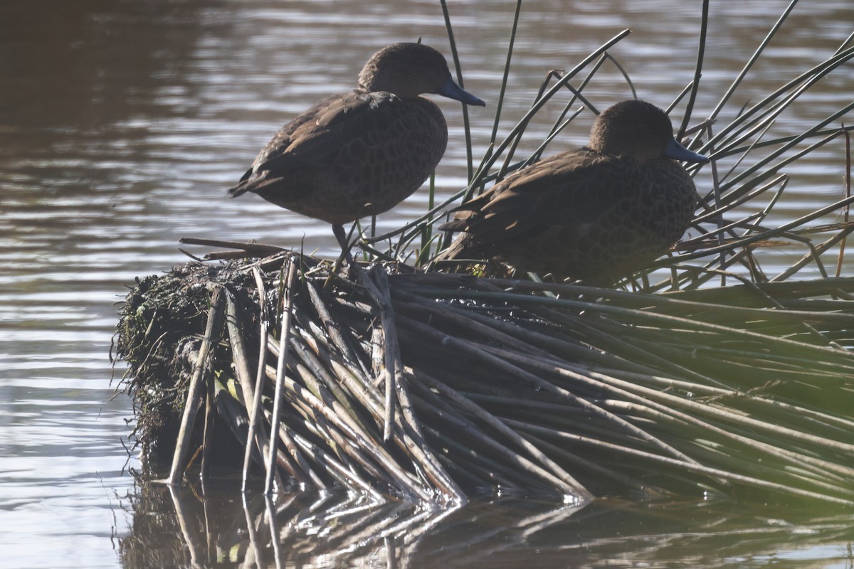 Gray Teal - GEOFFREY SHINKFIELD