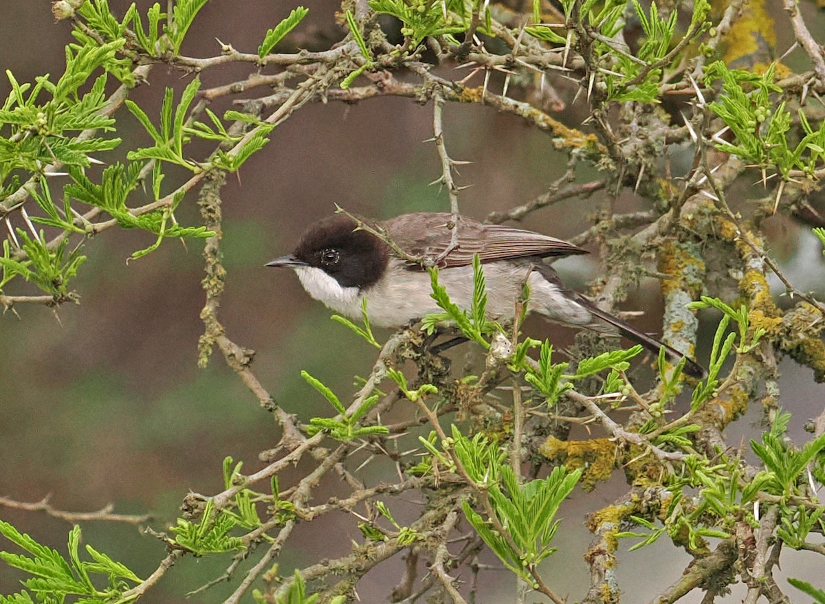 Arabian Warbler - ML619216517