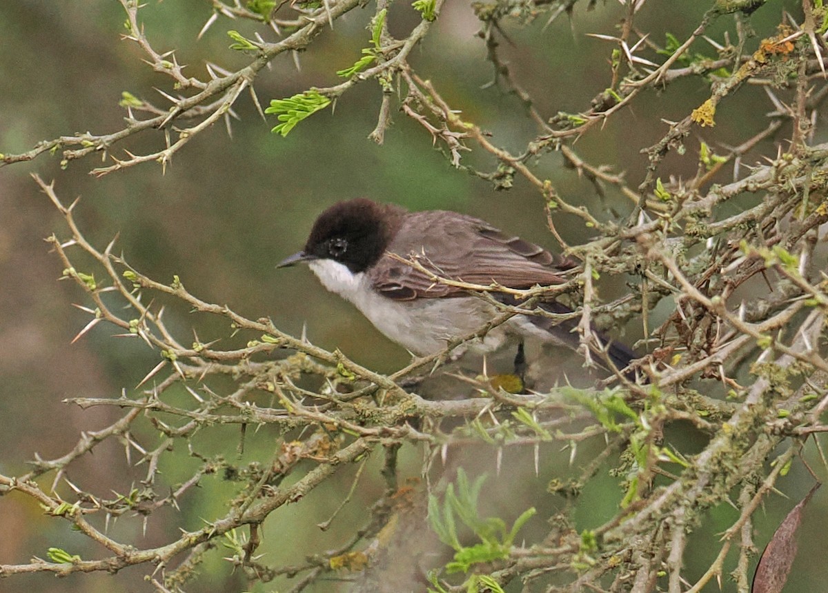 Arabian Warbler - Roger Ahlman