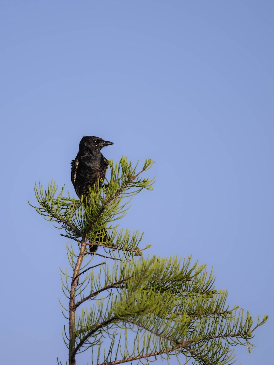 Black Drongo - ML619216532