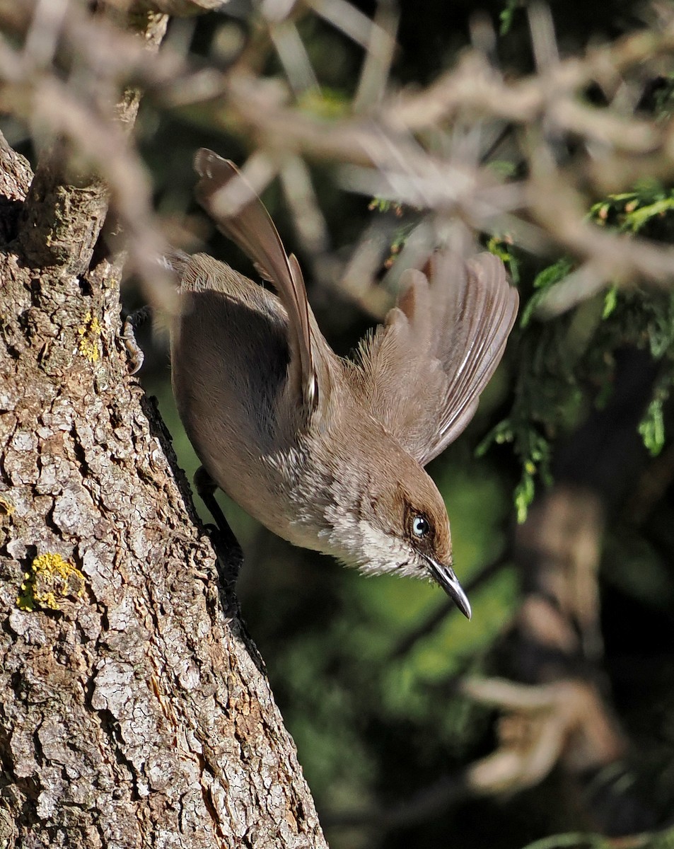 Yemen Warbler - ML619216538