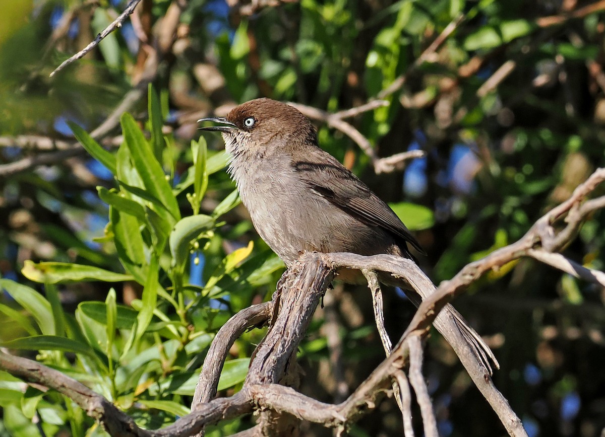 סבכי תימני - ML619216539