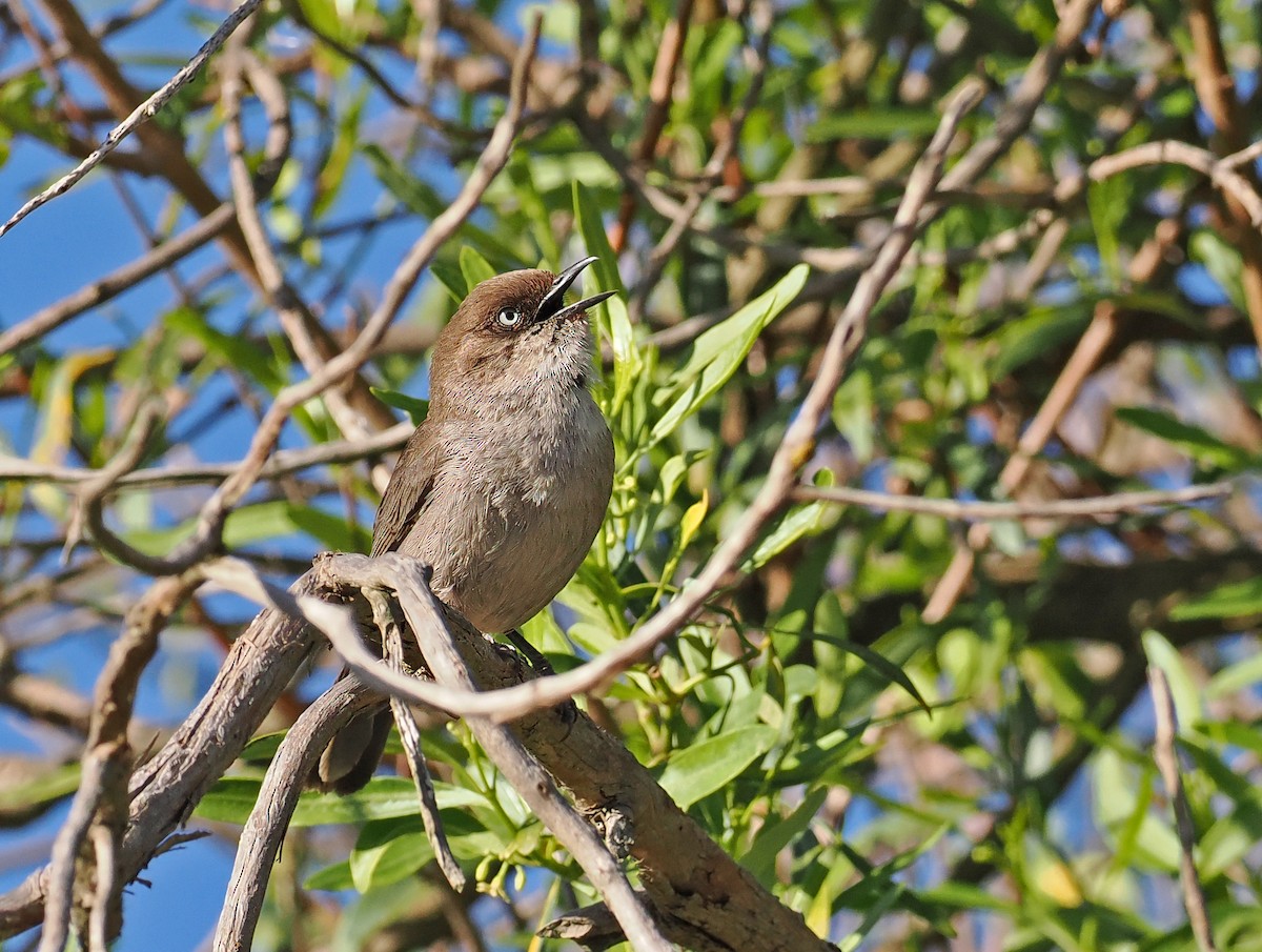 Yemen Warbler - ML619216540