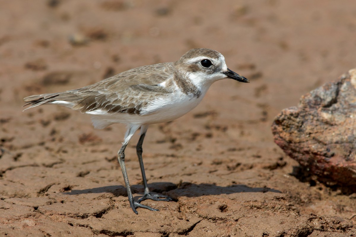 Greater Sand-Plover - Se Chea