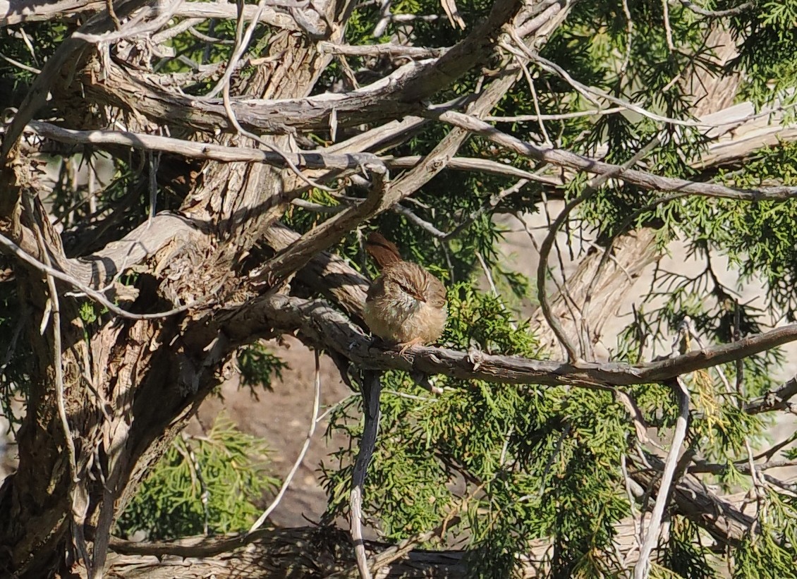 Prinia Desértica - ML619216544