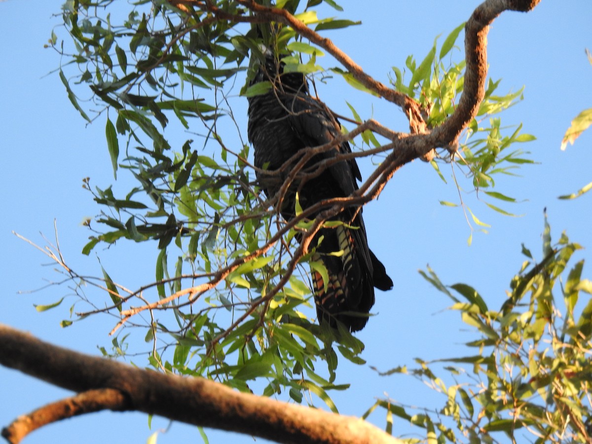 Red-tailed Black-Cockatoo - Monica Mesch