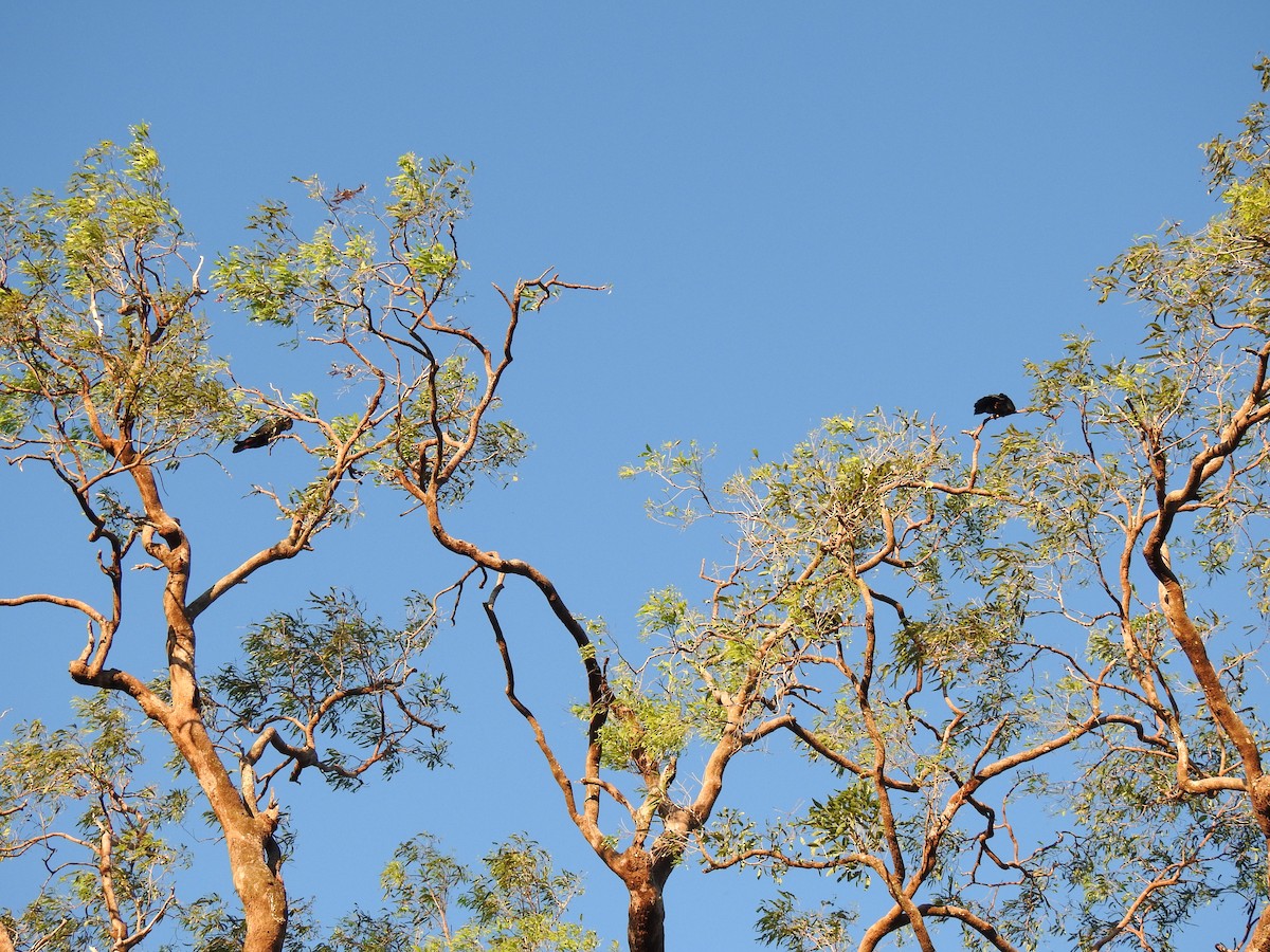 Red-tailed Black-Cockatoo - Monica Mesch