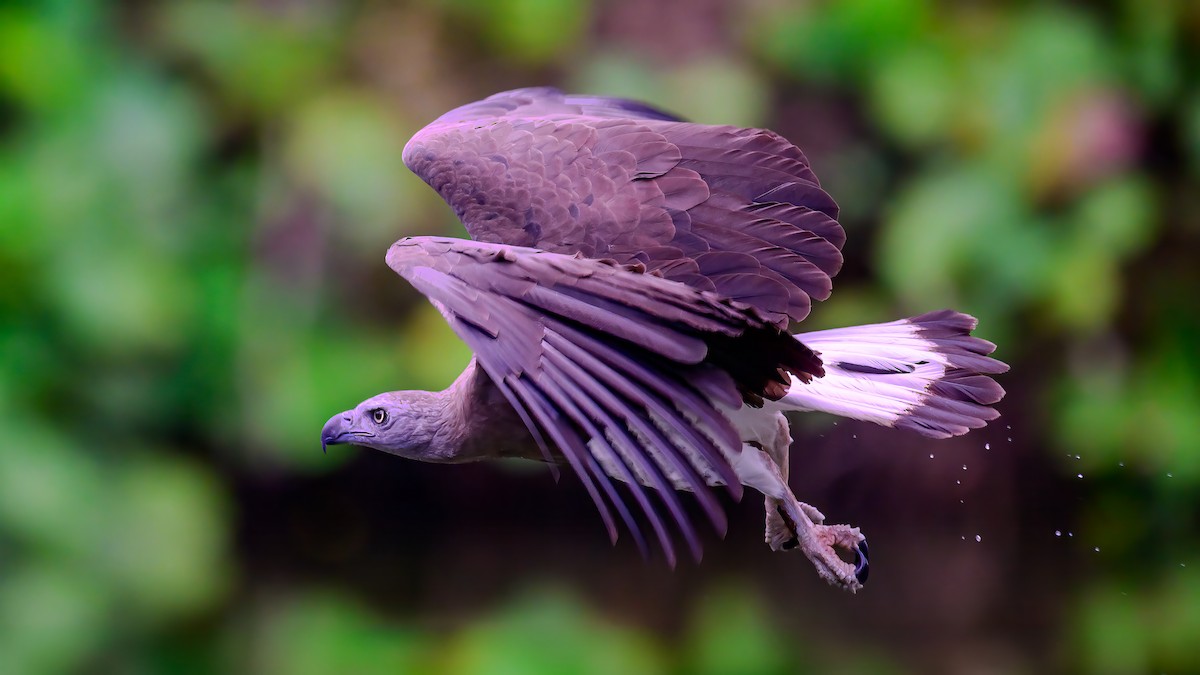 Gray-headed Fish-Eagle - Soong Ming Wong