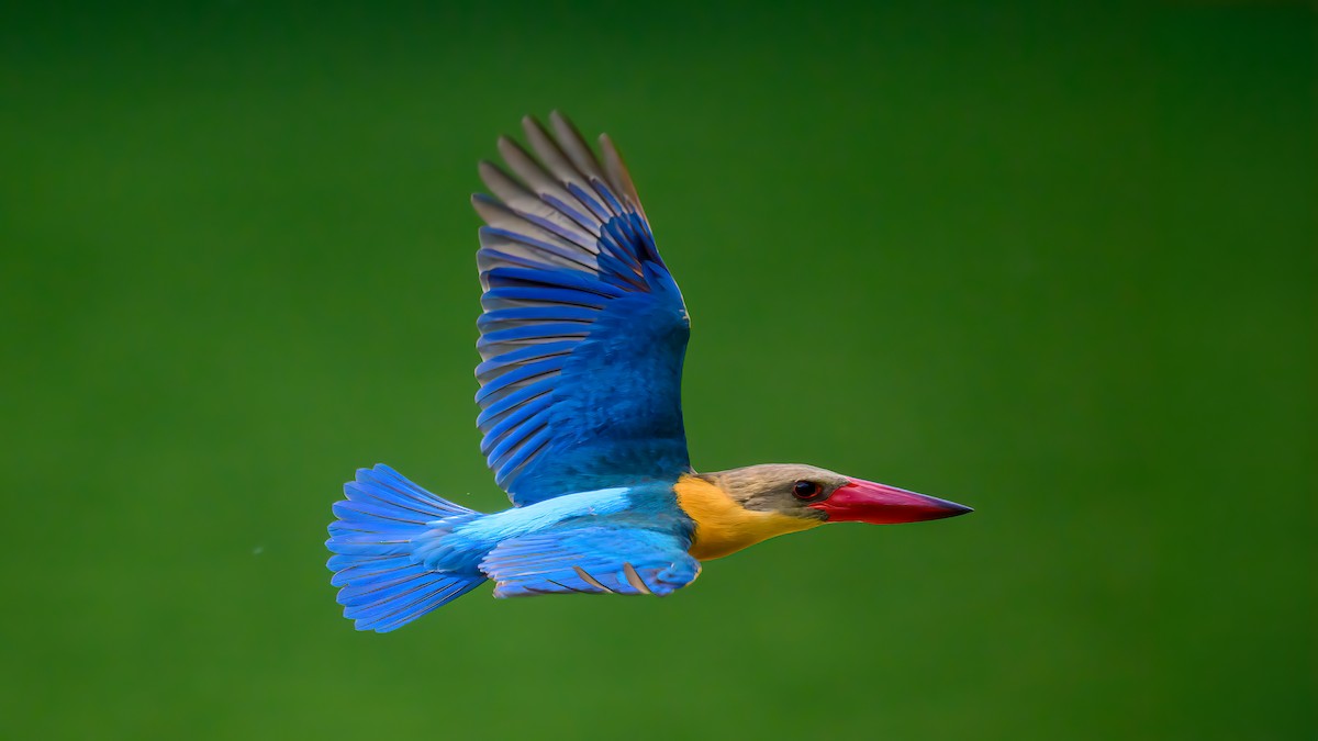 Stork-billed Kingfisher - Soong Ming Wong