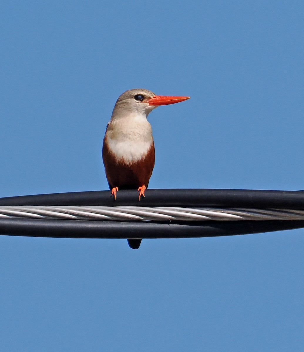 Gray-headed Kingfisher - Roger Ahlman