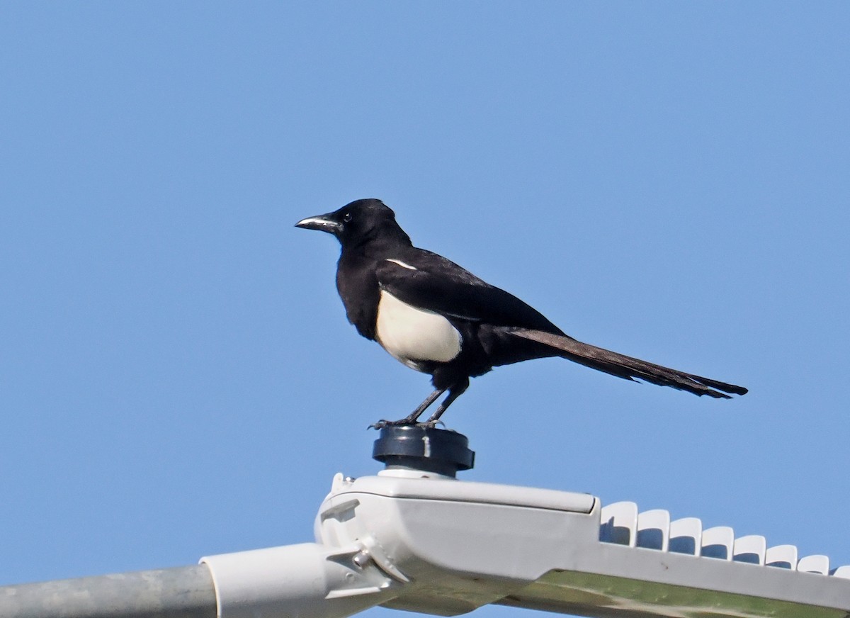 Asir Magpie - Roger Ahlman