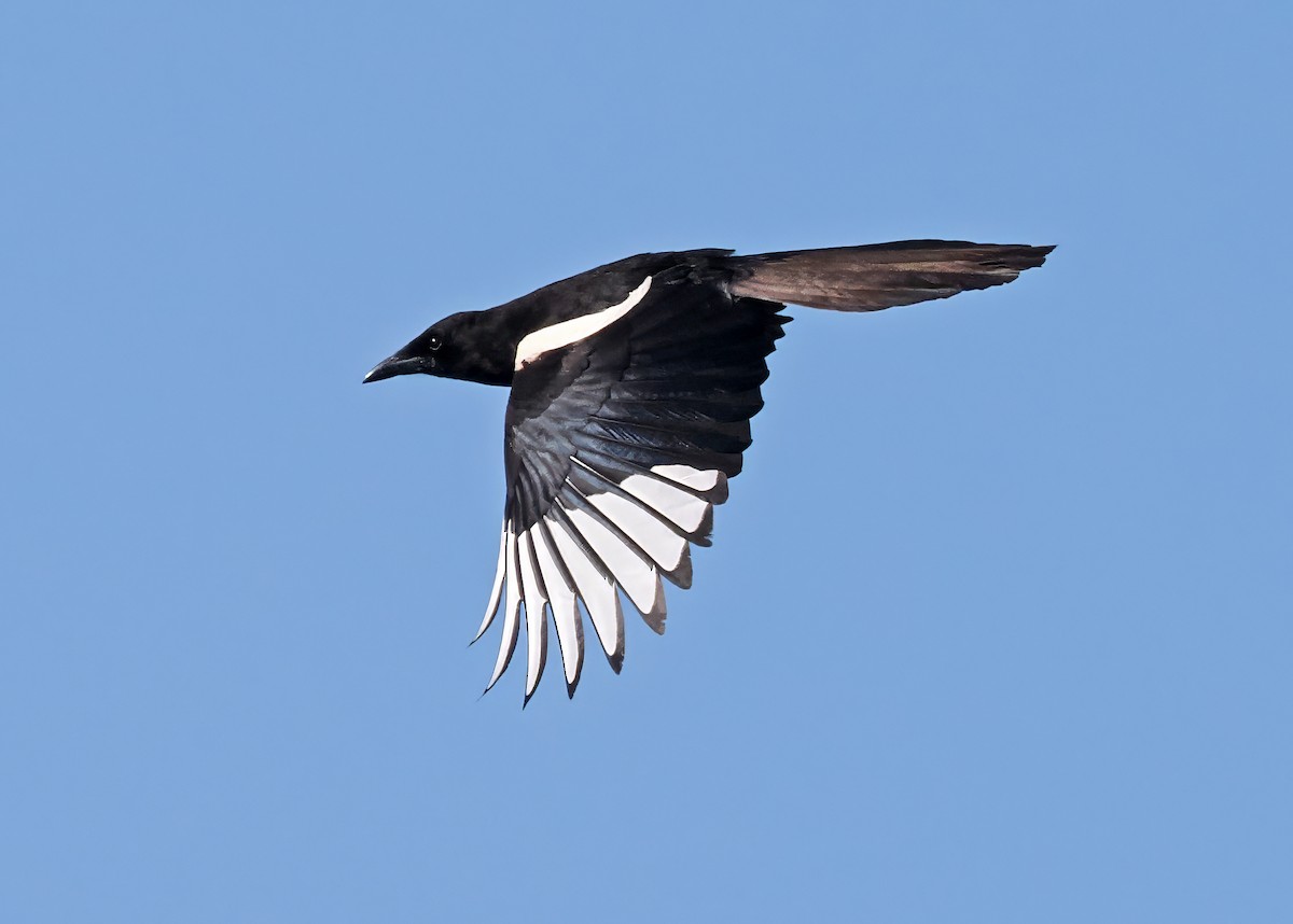 Asir Magpie - Roger Ahlman