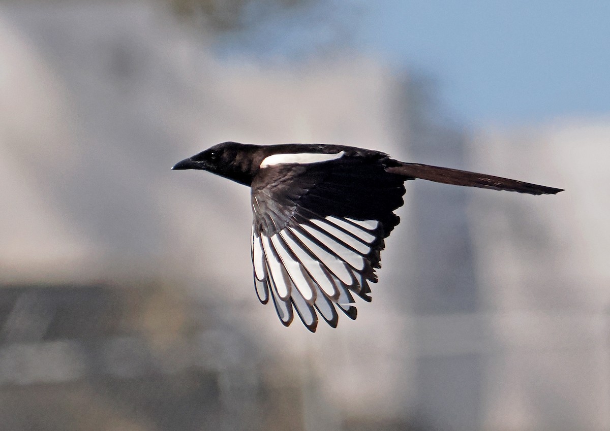 Asir Magpie - ML619216582