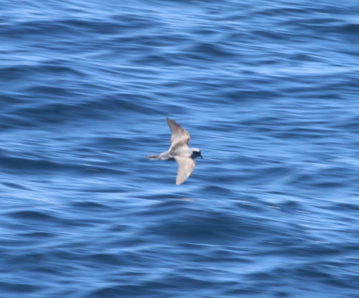 Fork-tailed Storm-Petrel - Lucas Corneliussen