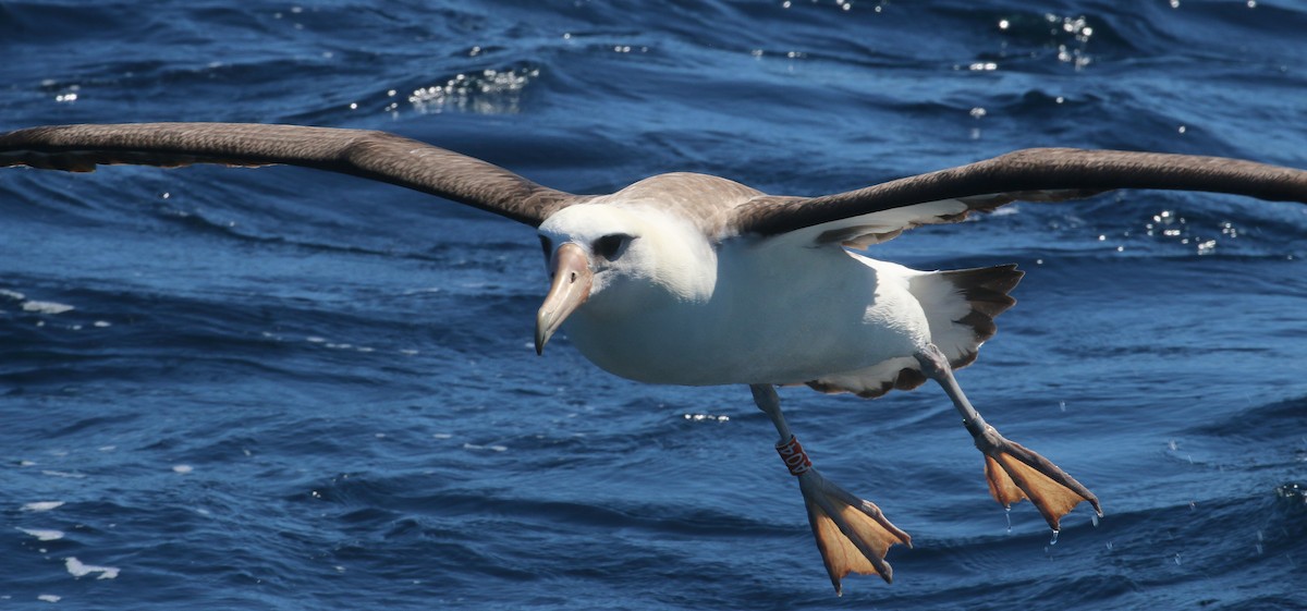 Laysan Albatross - Lucas Corneliussen