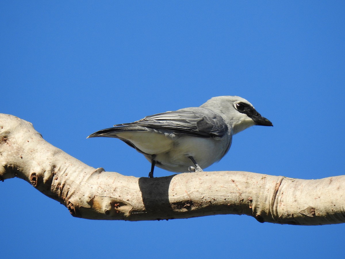 White-bellied Cuckooshrike - Monica Mesch