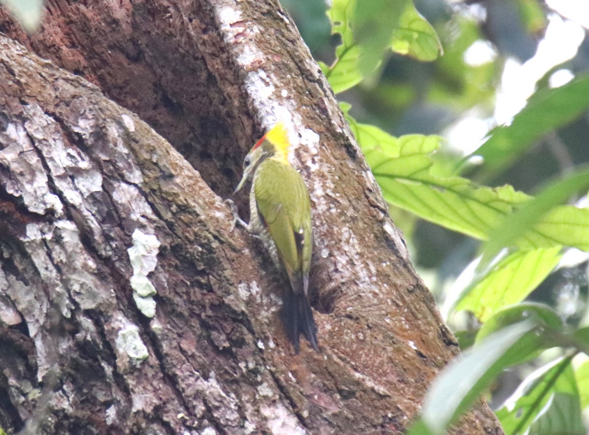 Lesser Yellownape - Praveen H N